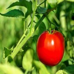 قیمت خرید گوجه فرنگی ربی دستچین شده در بازار تره بار