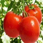 خرید گوجه گیلاسی درختی با بسته بندی صادراتی