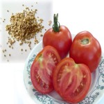 فروش ویژه بذر گوجه فرنگی بوته ای زودرس با قیمت مناسب