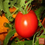 قیمت خرید ویژه گوجه فرنگی صادراتی با بهترین کیفیت