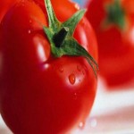 قیمت باورنکردنی گوجه فرنگی ربی در بازار با بهترین کیفیت