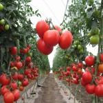 قیمت استثنایی خرید گوجه فرنگی تازه با بهترین کیفیت در بازار