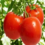خرید گوجه فرنگی ارگانیک تازه با بهترین کیفیت وقیمت مناسب