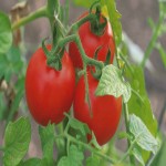 قیمت خرید بذر گوجه فرنگی درشت خوشه ای در استان مشهد