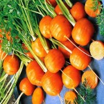 خرید کلی هویج گرد نارنجی از بازار تره بار شیراز