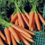 قیمت روز هویج شیرین گلخانه ای در بازار بزرگ هندوستان
