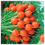 قیمت امروز هویج گرد ارگانیک و محلی در تره بار تهران