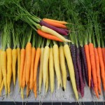 قیمت فروش هویج رنگی گلخانه ای در بازار بزرگ مشهد