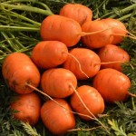فروش ویژه هویج گرد بزرگ محلی در بازار تره بار مشهد