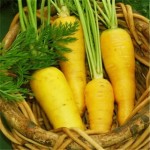 عرضه مستقیم هویج زردک ارگانیک با قیمت کشاورز