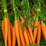 فروش هویج فرنگی بزرگ و شیرین با بهترین قیمت بازار