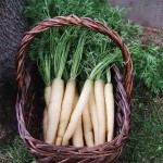 پخش کلی هویج سفید بزرگ و محلی با قیمت اقتصادی