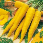 خرید و فروش هویج زرد بزرگ با مناسب ترین قیمت