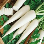 سفارش مستقیم هویج سفید صادراتی از فروشنده معتبر