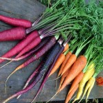 فروش بی واسطه هویج رنگی دستچین شده با بهترین قیمت