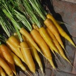 سفارش هر تن هویج زردک شیرین با قیمت مناسب از مشهد