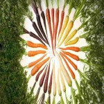 خرید بی واسطه هویج رنگی بومی از کشاورز با پایین ترین قیمت