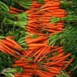 عرضه هویج فرنگی شیرین در بسته های کیلویی با قیمت اقتصادی