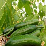 خرید خیار سبز محلی همدان با قیمت های استثنایی