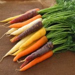 قیمت اقتصادی هویج رنگی تازه و دستچین شده به صورت تنی