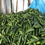 فروش عمده ای محصول خیار سبز محلی با کیفیت به شهر زنجان