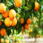 قیمت امروز پرتقال شمال شیرین به صورت تنی در بازار داخلی