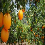 پخش و عرضه پرتقال به قیمت عمده و ارزان در تهران