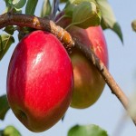 قیمت سیب درختی درشت در تهران