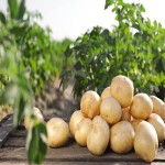 خرید عمده سیب زمینی با قیمت مناسب از معتبر ترین تامین کننده در قطر