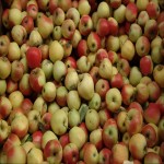 خرید عمده ﻿سیب زیر درختی مراغه