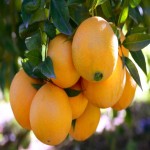 پخش ارزان ترین پرتقال با کیفیت صادراتی به روسیه
