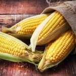 فروش بلال درجه یک برای عمده فروشان با تناژ بالا