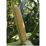 فروش منصفانه شیر بلال تازه برای بازار مرزی