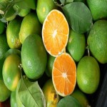 فروش فوق العاده پرتقال سبز با کیفیت بالا و عمده