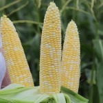 خریدو فروش بلال شیرین اصفهان با قیمت عالی