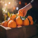 فروش پرتقال والنسیا دستچین به قیمت عمده در تره بار تهران