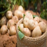 پخش ارزان ترین سیب زمینی درجه یک صادراتی به شیراز