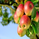 فروش سیب درختی به قیمت عمده با کیفیت عالی