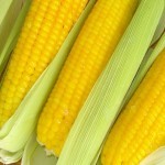 خرید و فروش شیر بلال تازه به قیمت عمده