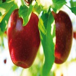 پخش سیب قرمز درختی عمده با بهترین قیمت و کیفیت