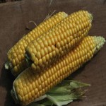 فروش انواع بلال شیرین درجه یک به قیمت مناسب