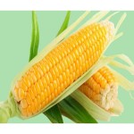 فروش انواع بلال شیرین صادراتی به قیمت مناسب درمصر