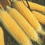 خرید روز بلال شیرین در بازار تره باربا نرخ مناسب