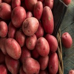 فروش بی نظیر سیب زمینی قرمز در بسته بندی 1 کیلویی