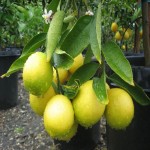 خرید لیمو ترش سنگی با قیمت مناسب و با کیفیت