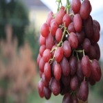 قیمت انگور سیاه دانه درشت در بازارهای جهانی