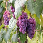 فروشندگان برتر انگور سیاه صادراتی در ایران