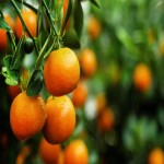 خرید با کیفیت ترین انواع نارنگی جنوب در بسته بندی 5 کیلویی