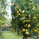 خرید لیمو ترش با قیمت به صرفه و کیفیت بالا
