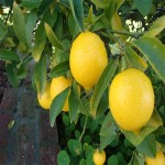 خرید لیمو ترش با بهترین کیفیت و بسته بندی های بهداشتی